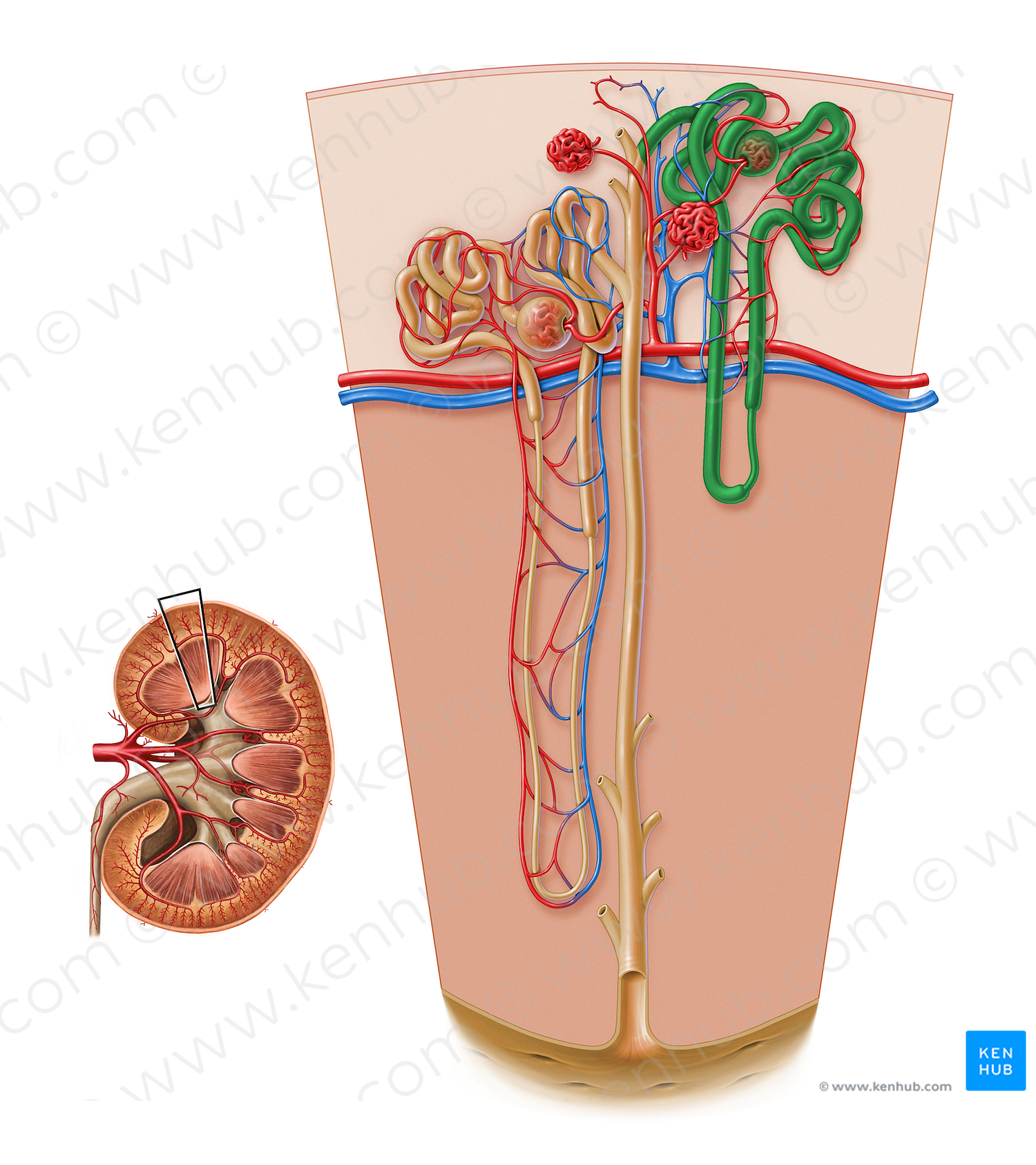 Cortical nephron (#17175)