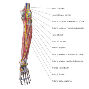 Neurovasculature of the leg and knee (posterior view) (Spanish)