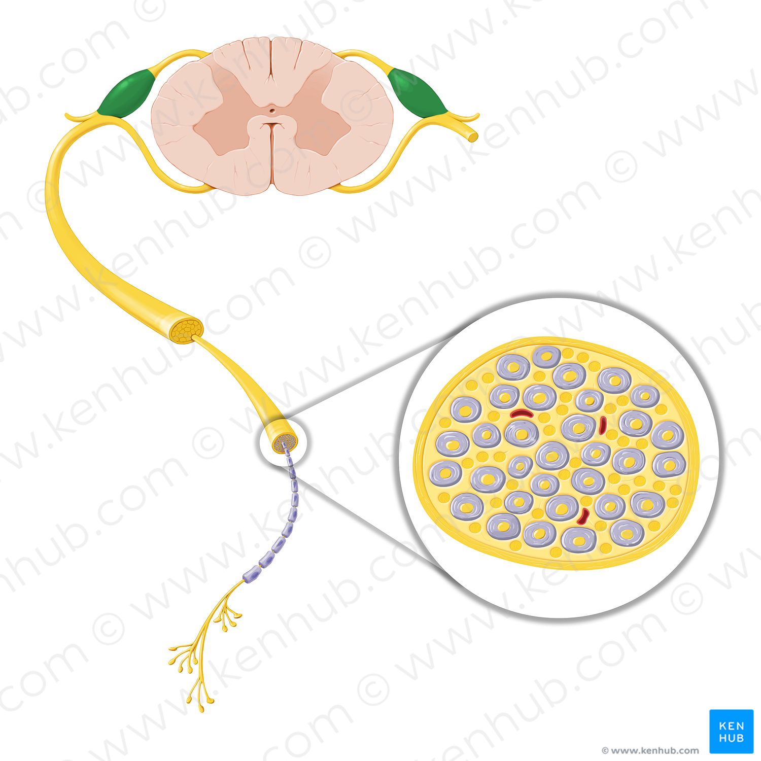 Spinal ganglion (#20770)