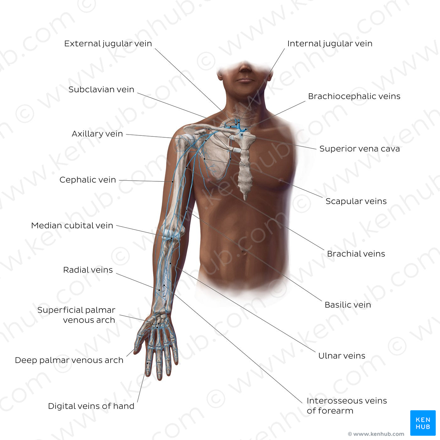 Main veins of the upper limb (English)