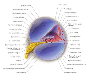 Cochlea (English)