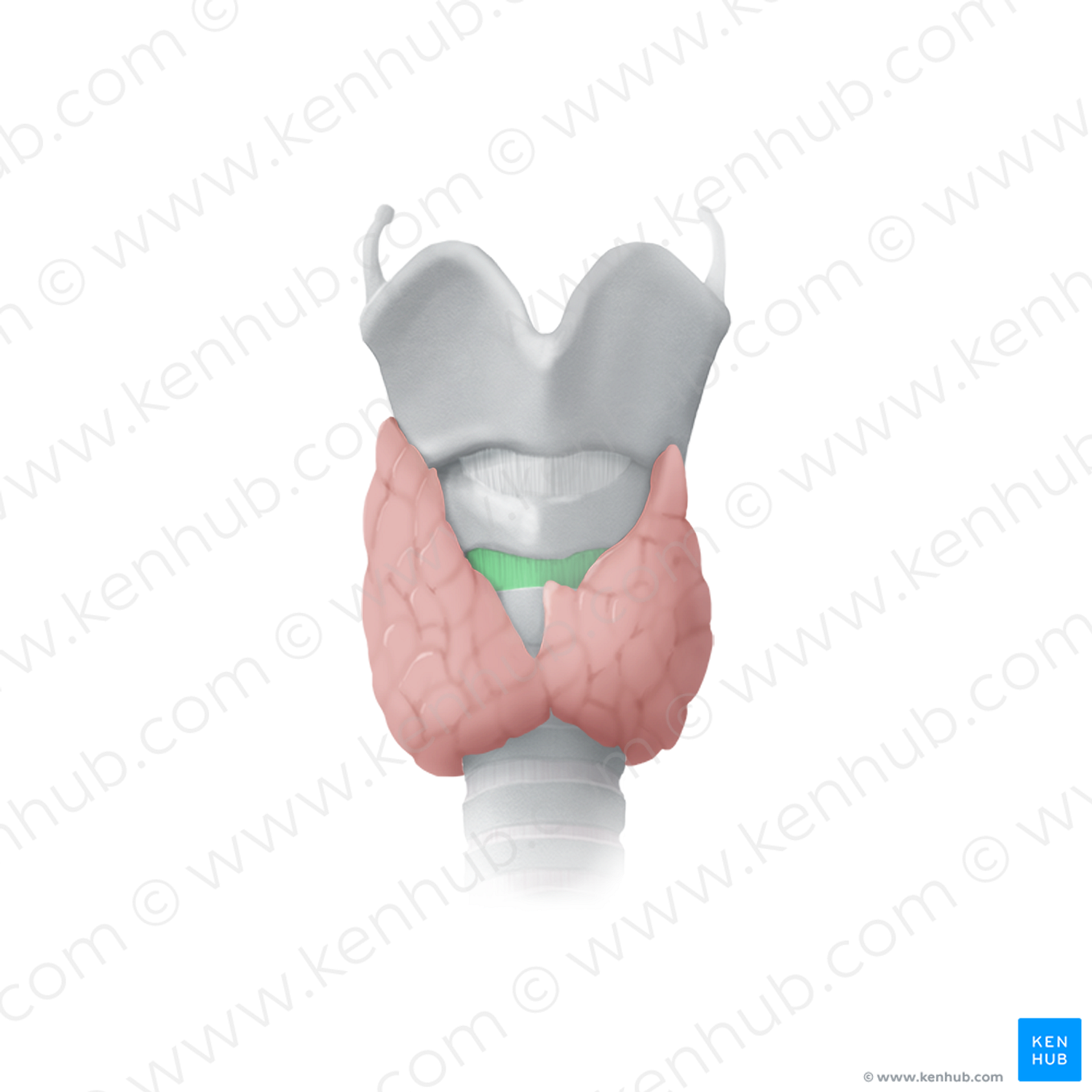 Cricotracheal ligament (#15310)