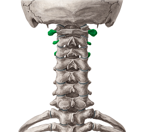 Transverse processes of vertebrae C1-C3 (#8309)