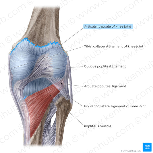 Knee joint: Extracapsular ligaments and popliteus muscle (posterior view) (English)