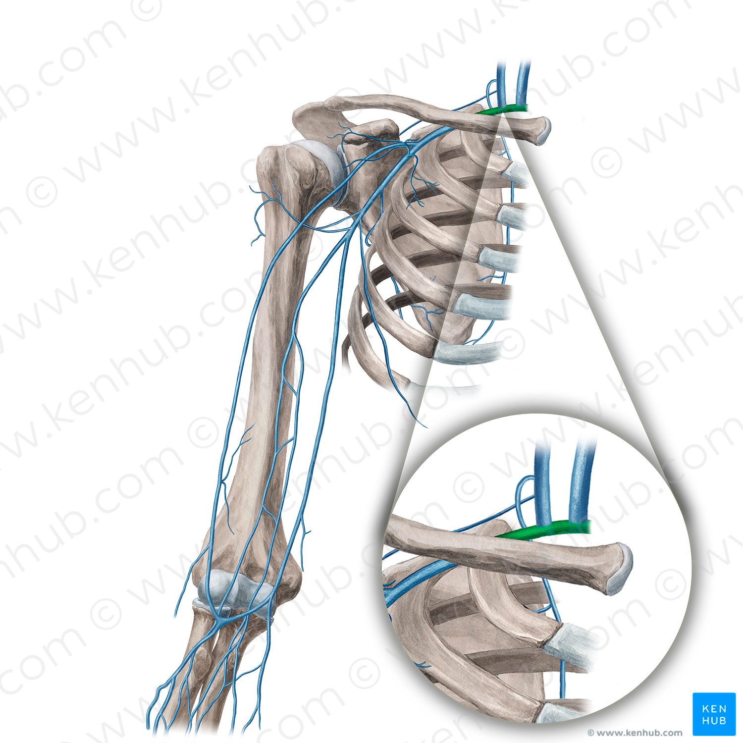 Subclavian vein (#10594)