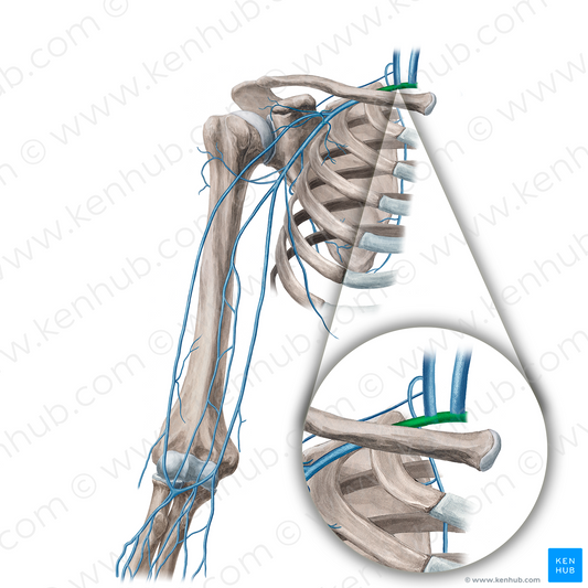 Subclavian vein (#10594)