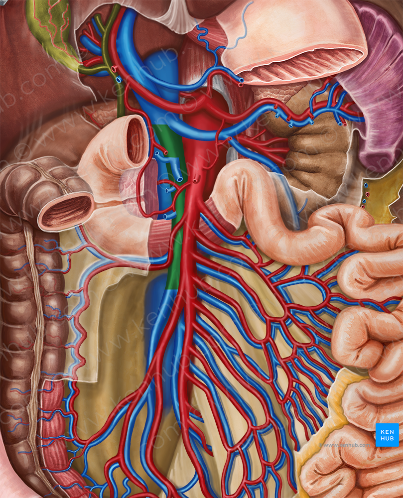 Superior mesenteric vein (#10416)