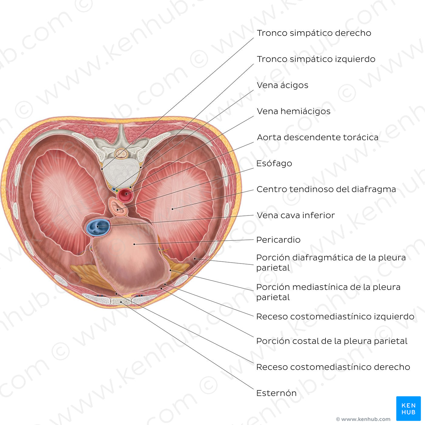 Thoracic surface of the diaphragm (Spanish)