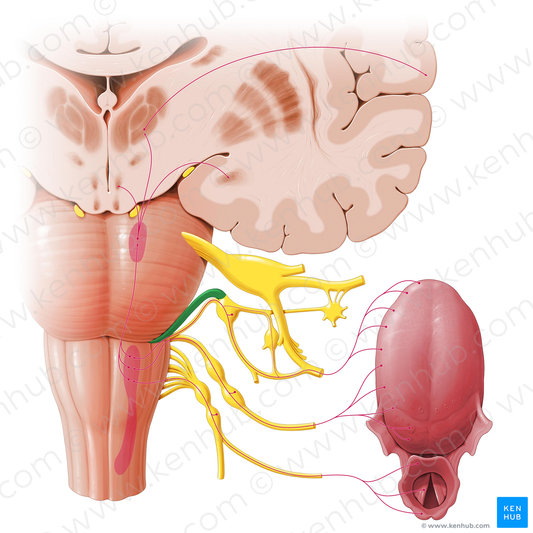 Facial nerve (#6401)