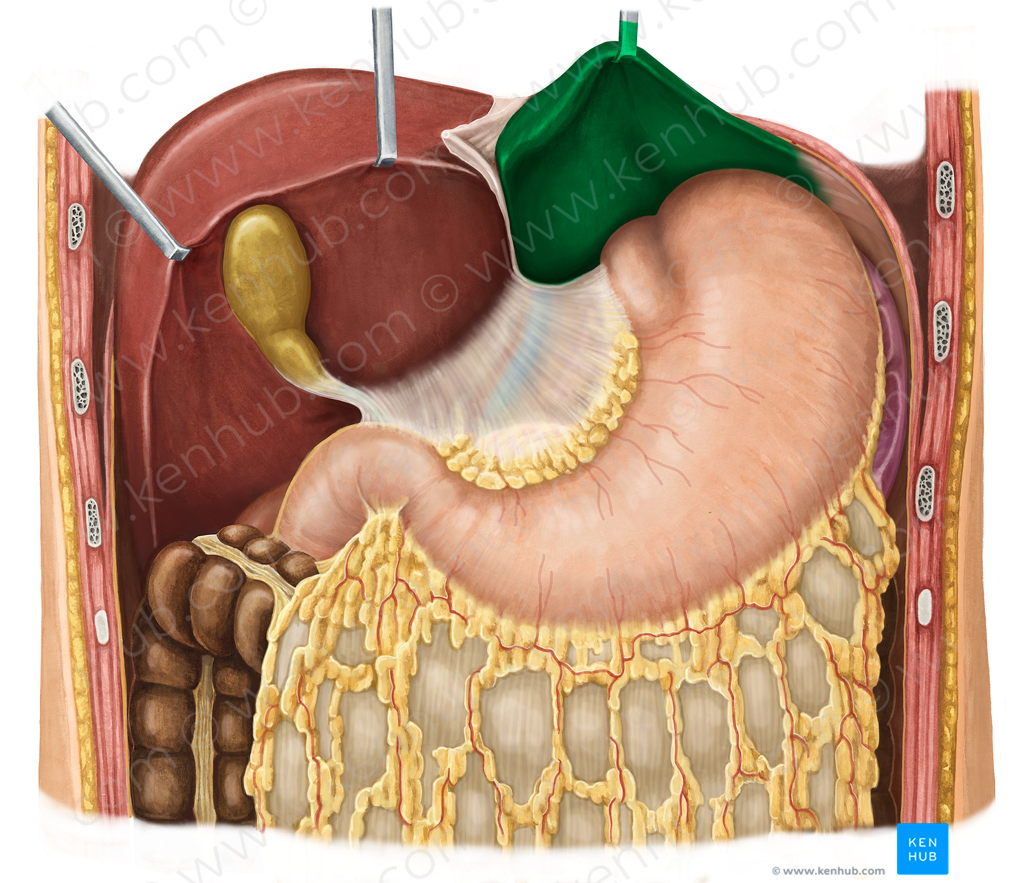 Left lobe of liver (#4806)