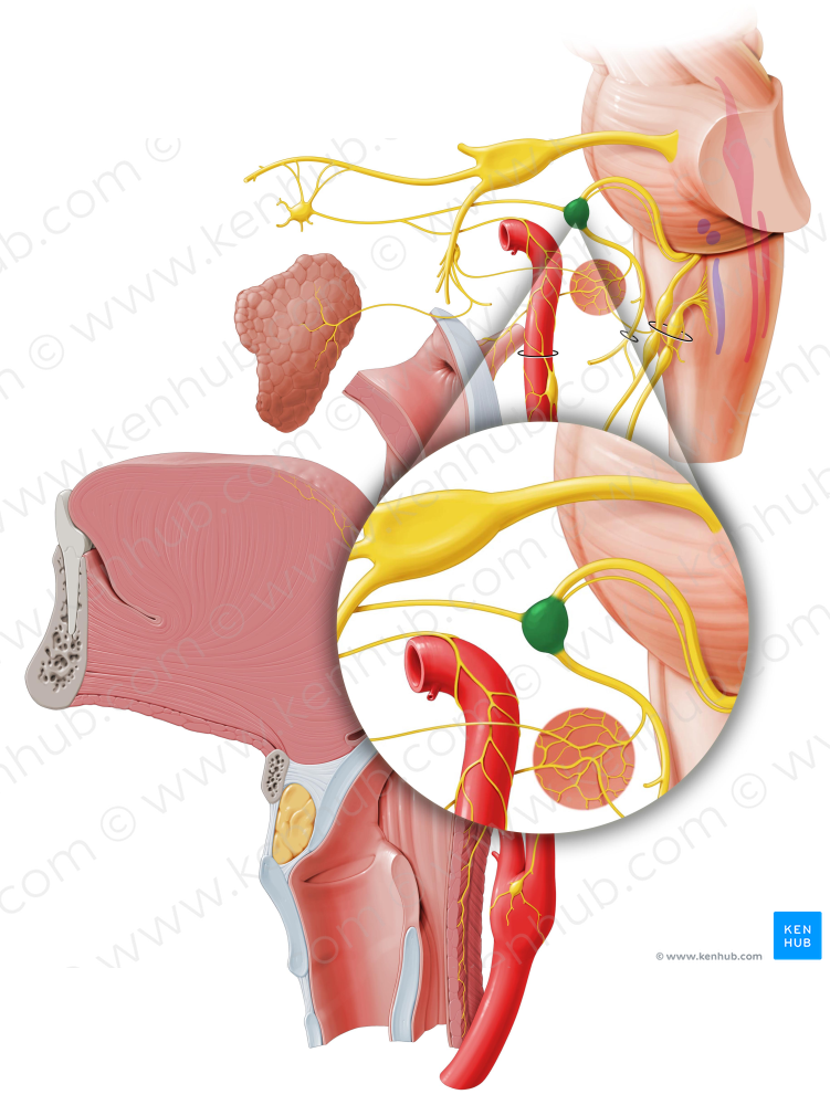 Geniculate ganglion (#3971)