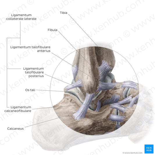 Ankle joint: Lateral view (Latin)