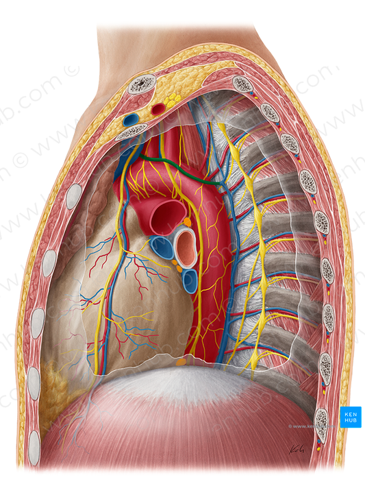 Left superior intercostal vein (#10332)