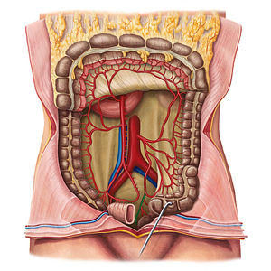 Superior anorectal artery (#1734)