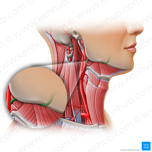 Facial artery (#11121)