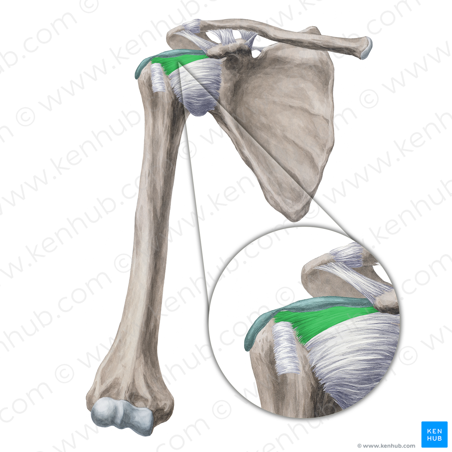Coracohumeral ligament (#20003)
