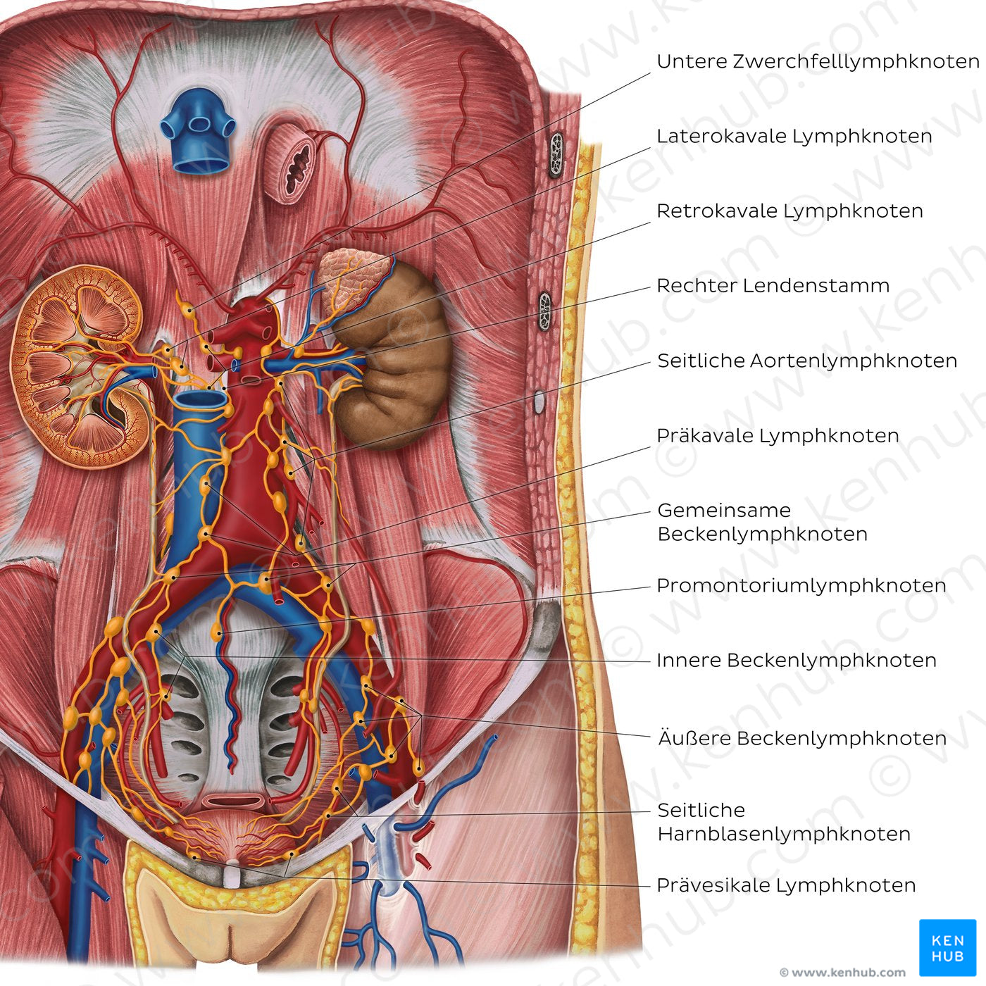 Lymphatics of the urinary organs (German)