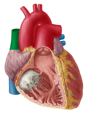 Superior vena cava (#10079)