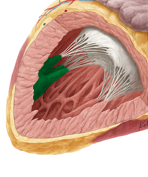 Superior papillary muscle of left ventricle (#5710)