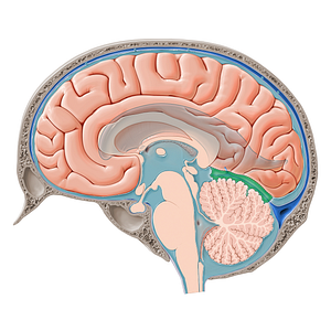 Superior cerebellar cistern (#21445)