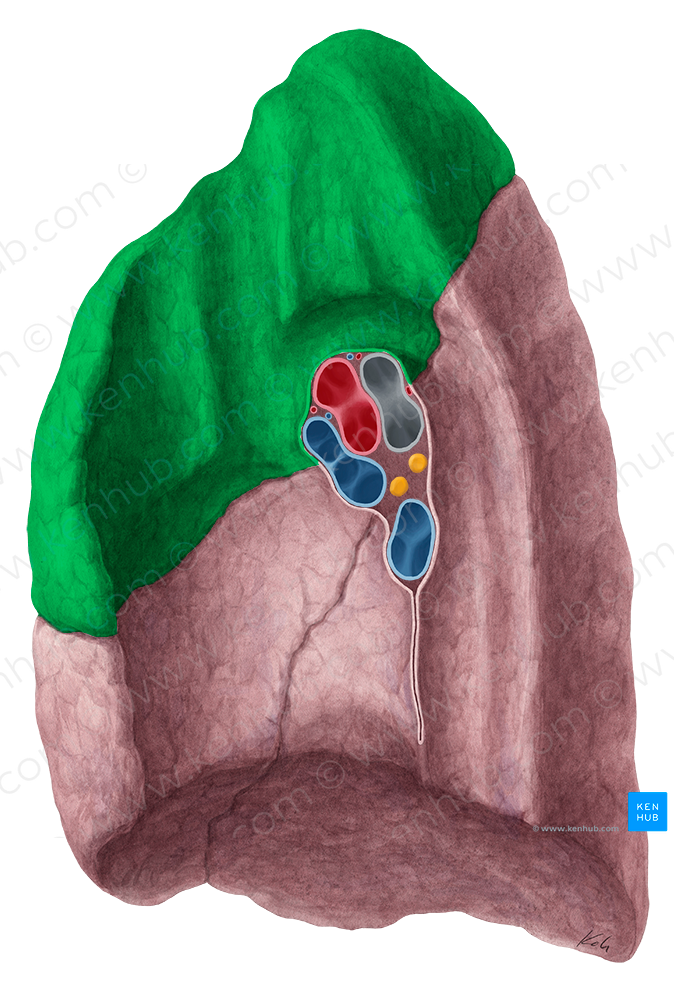 Superior lobe of lung (#21477)