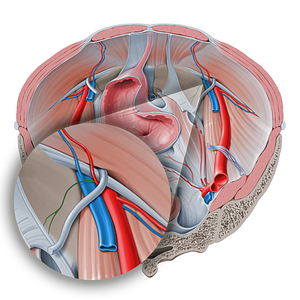 Pubic branch of inferior epigastric artery (#427)