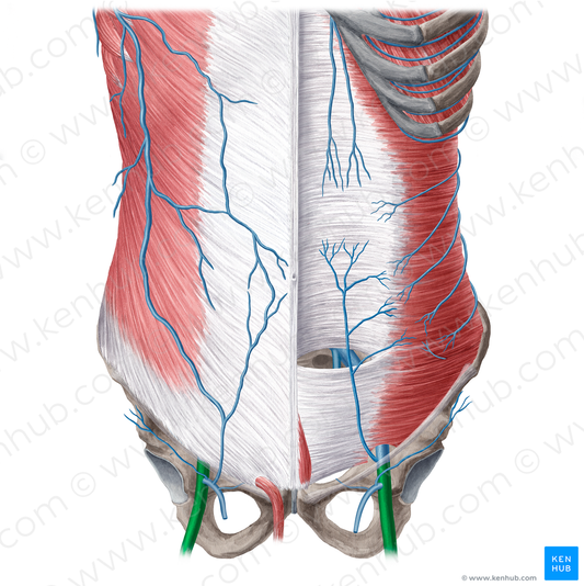 Femoral vein (#21551)