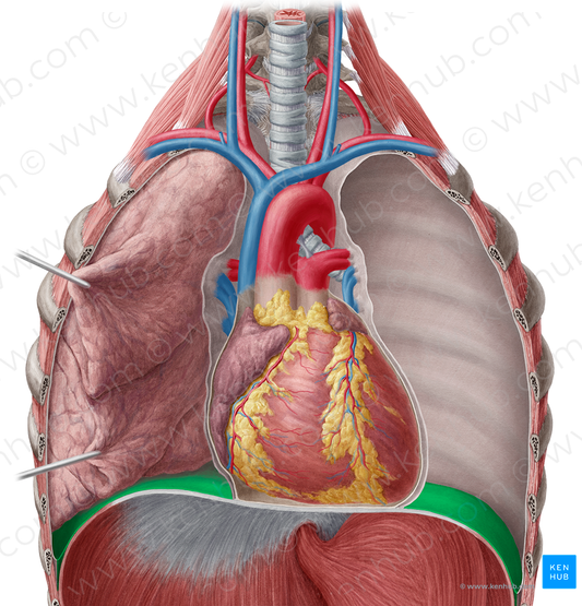 Diaphragmatic part of parietal pleura (#7705)