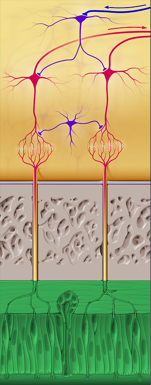 Olfactory part of nasal mucosa (#5114)