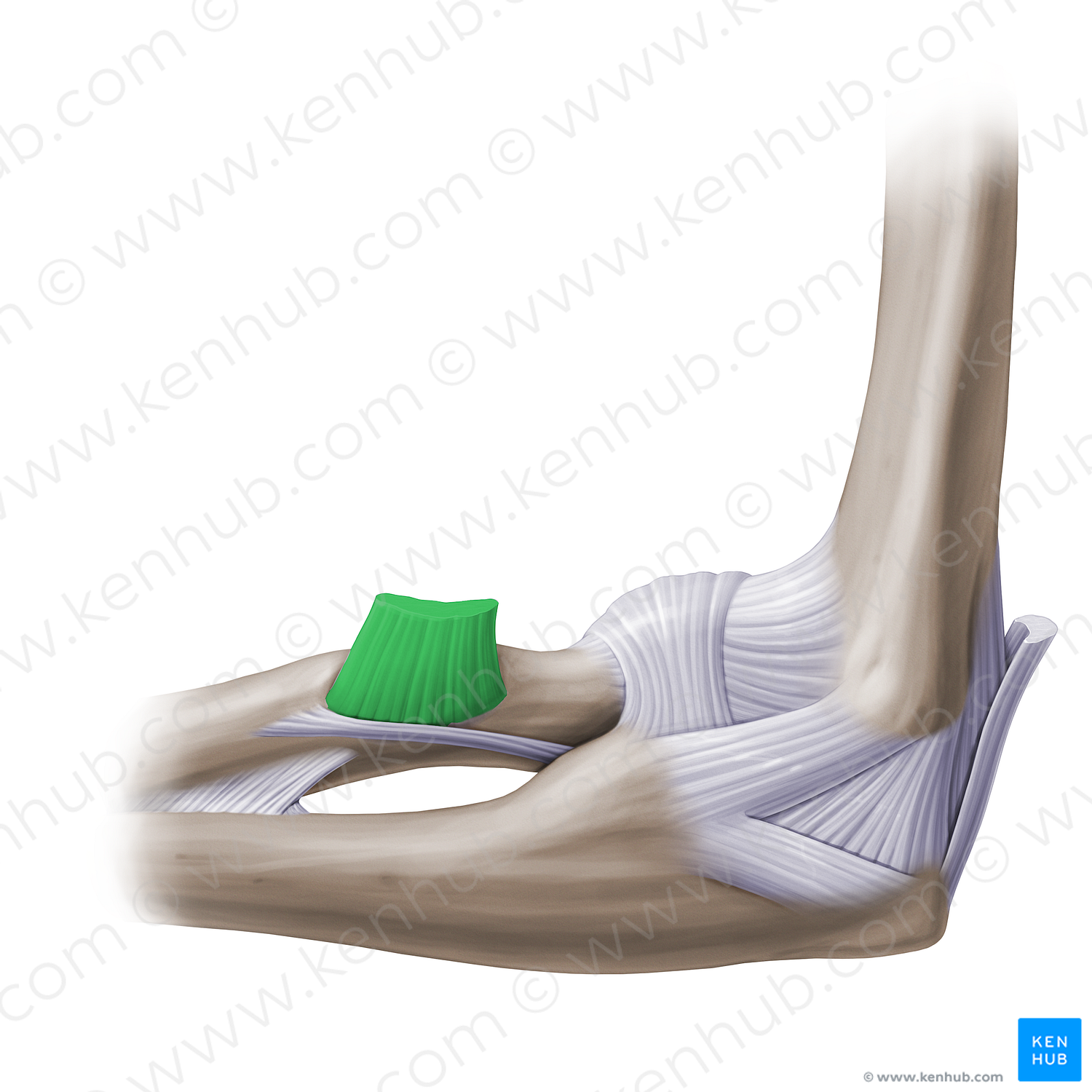 Distal tendon of biceps brachii muscle (#14129)