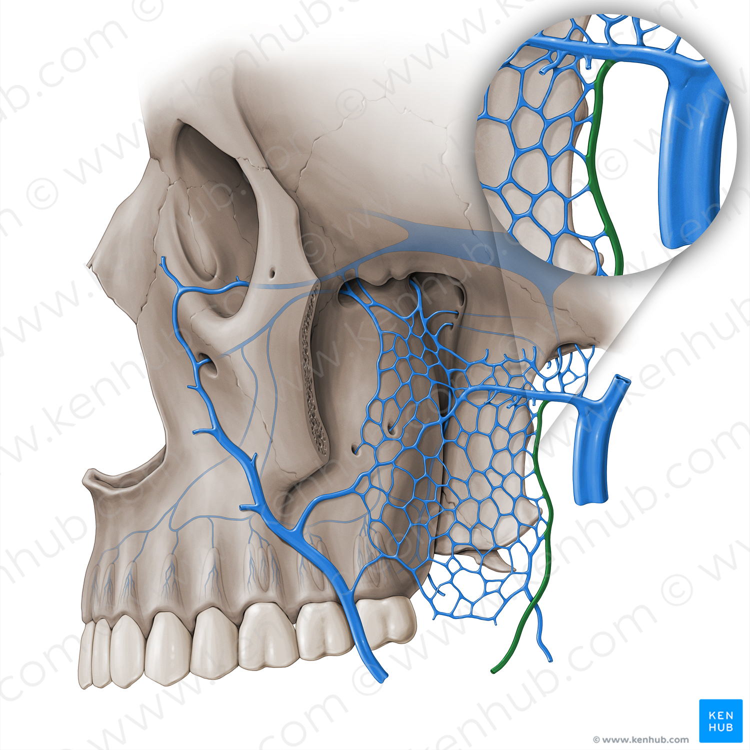 Inferior alveolar vein (#18511)