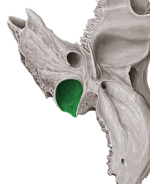 Jugular fossa of temporal bone (#3862)