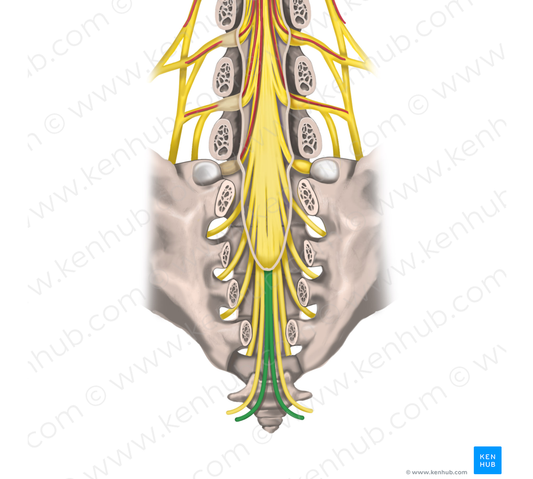 Coccygeal nerve (#6352)