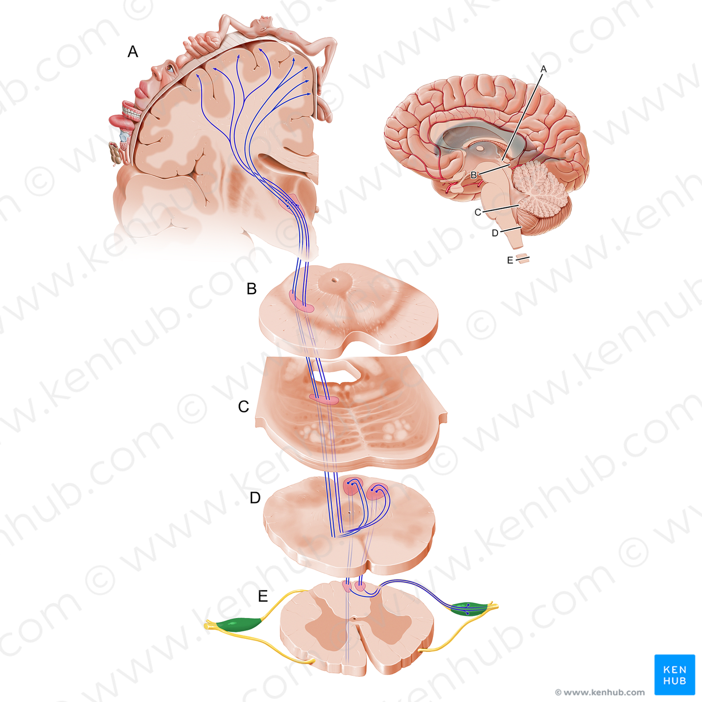 Spinal ganglion (#12085)