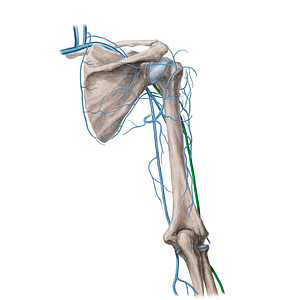 Cephalic vein (#21743)