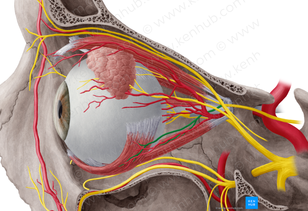Inferior branch of oculomotor nerve (#8696)