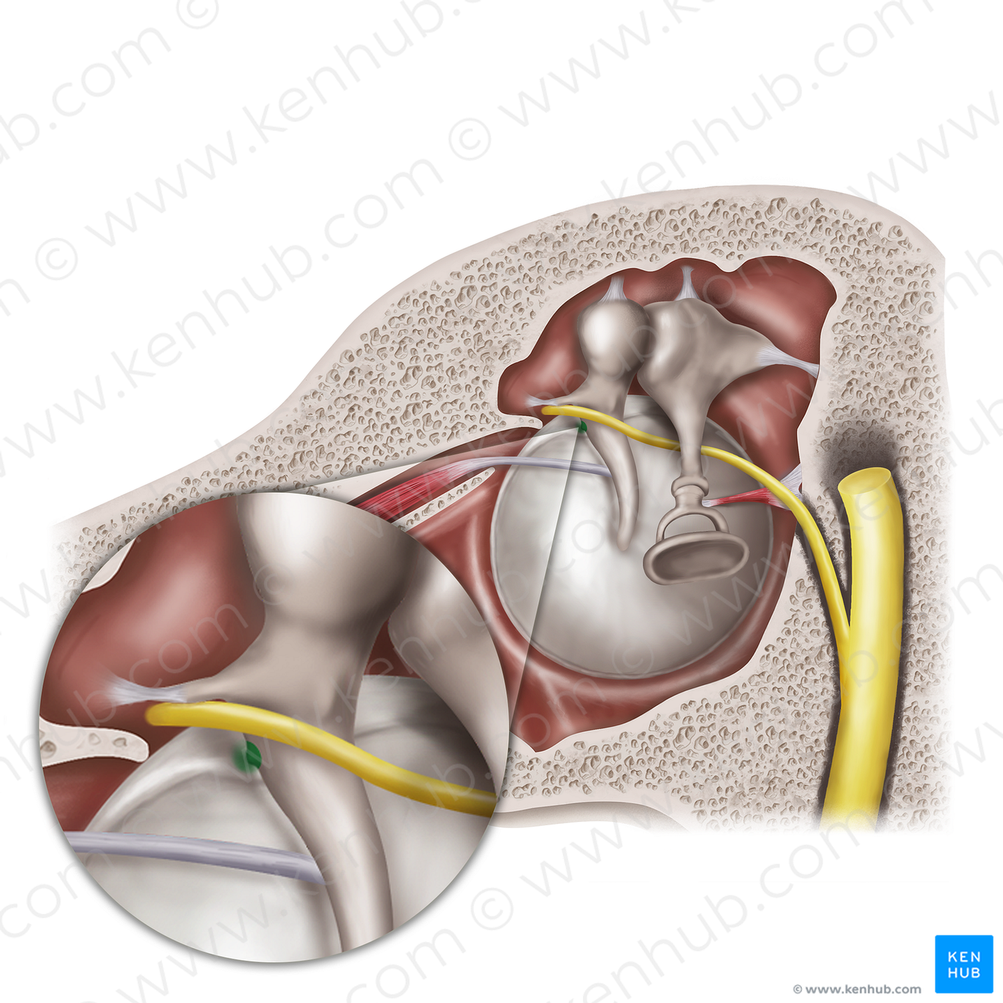 Lateral process of malleus (#20560)