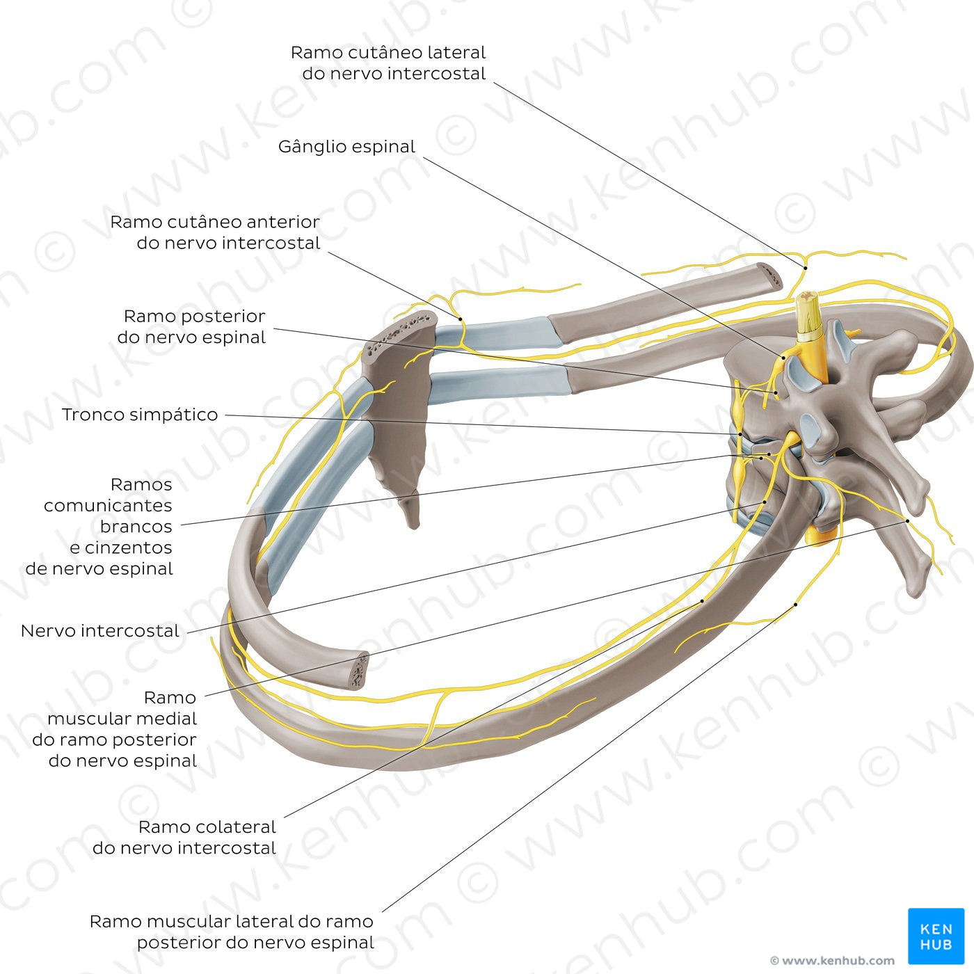 Nerves of the intercostal space (Portuguese)