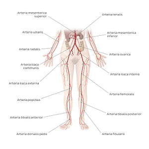 Cardiovascular system: Arteries of the lower part of the body (Latin)