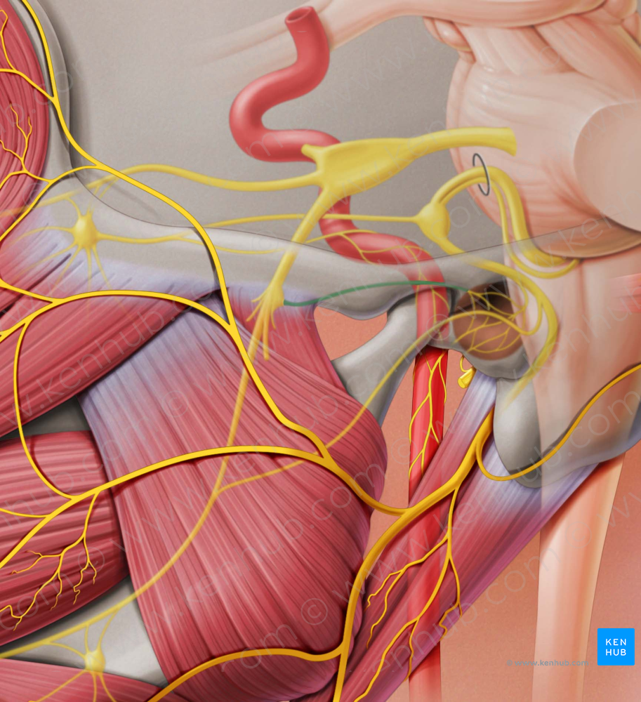 Lesser petrosal nerve (#6674)