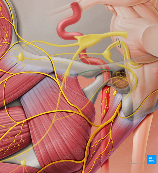 Lesser petrosal nerve (#6674)