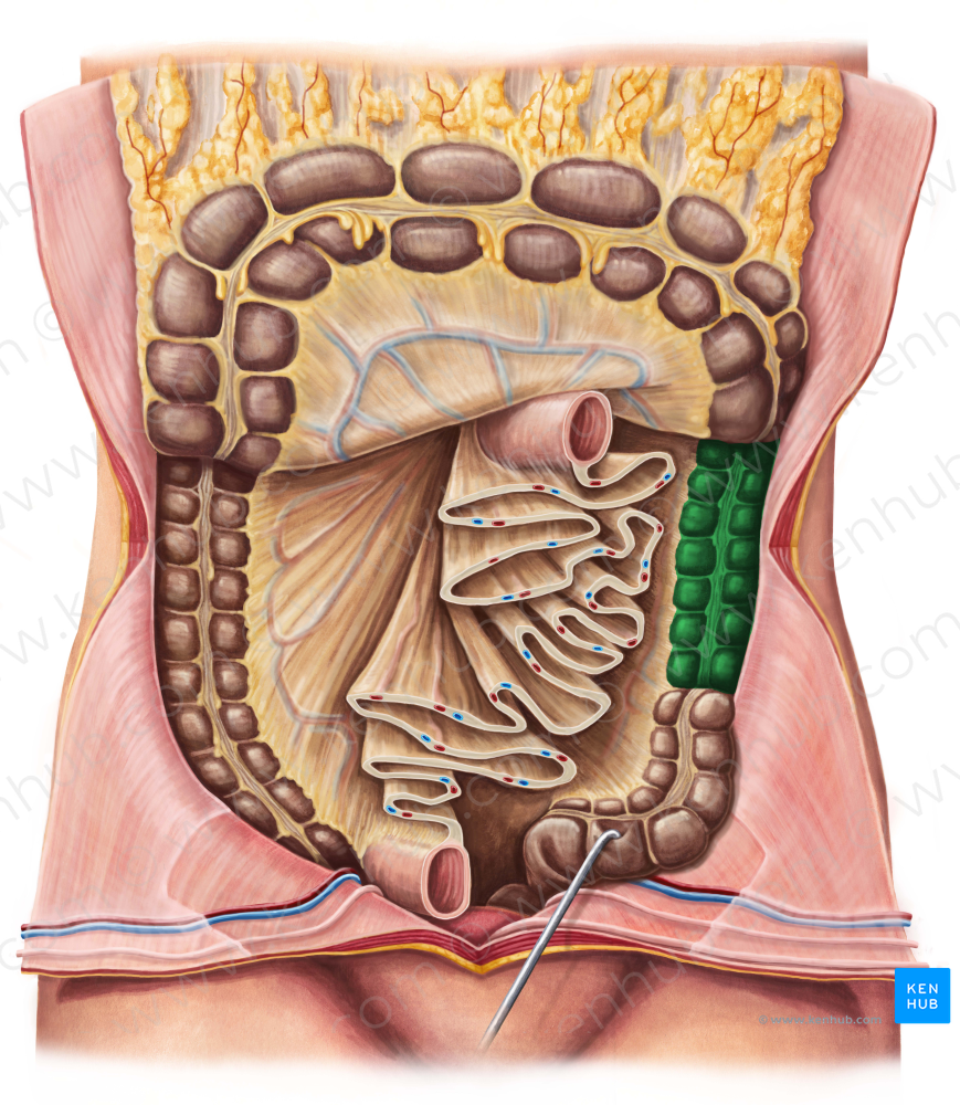 Descending colon (#2721)