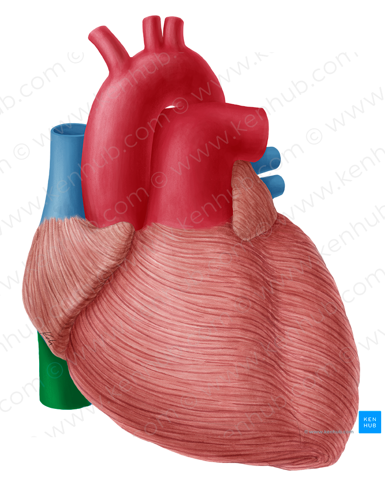 Inferior vena cava (#10035)