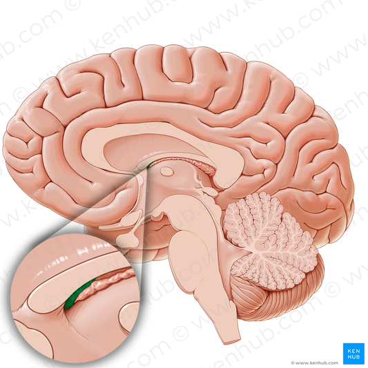 Subfornical organ (#15818)