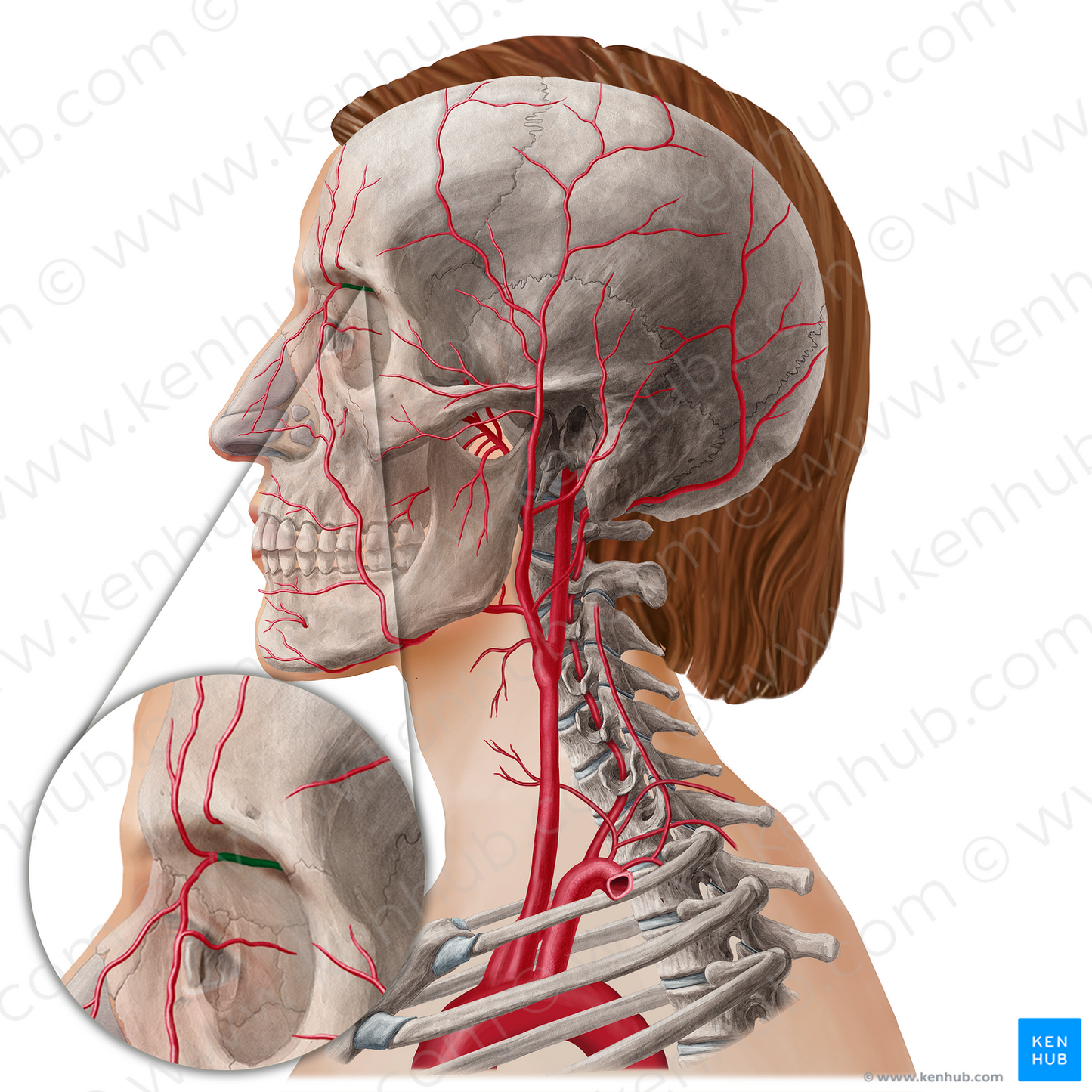 Ophthalmic artery (#21801)