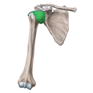 Glenohumeral ligaments (#4458)