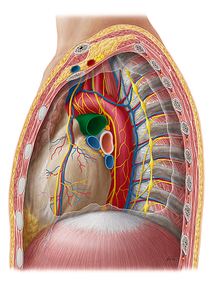 Left pulmonary artery (#1693)