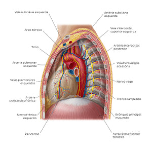 Contents of the mediastinum: Left lateral view (Portuguese)