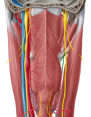 Superior laryngeal nerve (#6531)