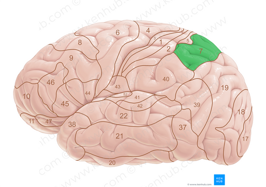 Brodmann area 7 (#18013)